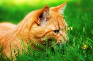 In-home Pet Sitter Loves Orange Cats