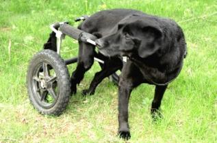 Special Needs Wheelchair Dog